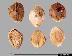 Image result for Paspalum scrobiculatum