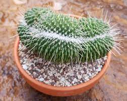 May 2020 cactus flowers with the busy bees and what the mammillaria spinosissima looks like now подробнее. Mammillaria Spinosissima Un Pico Cristata Kakteen Shop