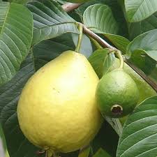 Check spelling or type a new query. Guava Thai Red Flesh Fruit Plants Tree Exotic Flora