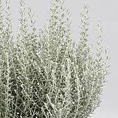 Image result for Helichrysum lineare