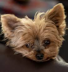 Yorkie puppies for sale in east texas. Pj Yorkies Yorkshire Terriers In Central Texas