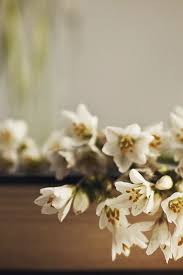 Looking for the best white flowers pictures, photos & images? Wallpaper White Flowers And Book 1920x1200 Hd Picture Image