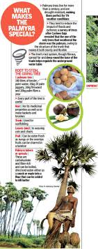 In addition to adding beauty and structure to landscapes, some palm trees bear edible fruits. Needed Resurrection Of The Great Palmyra Chennai News Times Of India
