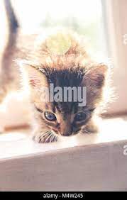 Newborn Kittens Feed On Milk From Their Mother British Shorthair At The Veterinary Clinic Stock Photo Alamy