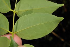 Image result for Rourea