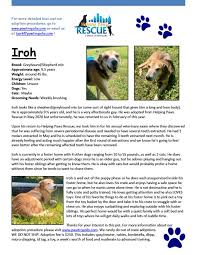 Spaying and neutering is key! Dog For Adoption Iroh A Shepherd Greyhound Mix In Bogart Ga Petfinder