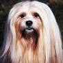 Lhasapoo full grown from pets.thenest.com