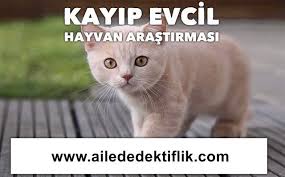 Istanbul Da Dedektif Istanbul Da Dedektiflik Evcil Hayvanlar Hayvan Istanbul
