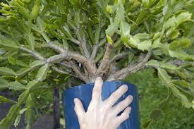 Remember that christmas cacti are not true cacti, and do need regular watering. Gardenatoz Cut Back Big Christmas Cactus Garden A To Z