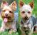 White Silky Terrier
