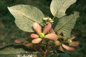 Image result for Monotes dasyanthus