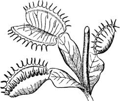 Dionaea Clipart Etc Venus Fly Trap Fly Traps Diagram Of A Flower