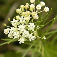 Asclepias Fruticosa White House Nursery
