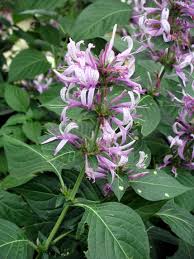 Image result for Hypoestes cancellata