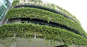 Image result for Tristellateia