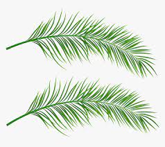 Over 23,432 palm branches pictures to choose from, with no signup needed. Clip Art Image Gallery Palm Leaves Clipart Transparent Hd Png Download Kindpng