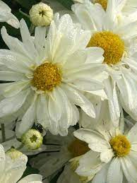 Daisy Mums Flower Video Best Flower Wallpaper
