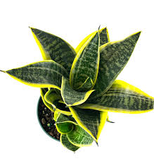 Image result for Vahadenia laurentii