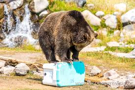 We continue to take enhanced health and safety measures. Grizzly Wolf Discovery Center Montana Www Wilde Weite Welt De
