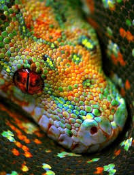 Scales Of A Snake Animals Colorful Snakes Beautiful Snakes