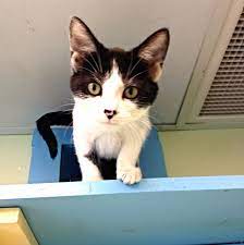 Adopting a pet is indeed a divine act in itself. Face Low Cost Animal Clinicadoptions Face Low Cost Animal Clinic