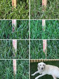 Diese sind licht, wasser, luft und bodenverhältnisse. Wie Schnell Der Rasen Wachst Native Plants Gartenblog