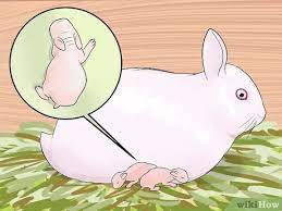 You may also incorporate pallets into their diet and always make fresh water available. How To Care For Newborn Rabbits 11 Steps With Pictures