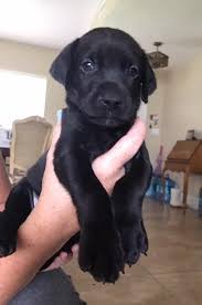 Black And Tan Labrador Retriever Puppies For Sale Litter Of 4 Doberman Pinscher Labrador Retriever Mix Puppies For Sale In Indialantic Fl Adn 46998 On Pu Labrador Retriever Puppies For Sale Doberman Pinscher