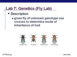 Ap Biology Lab Review Ap Biology 2004 2005