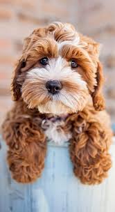 Find cockapoo puppies for sale with pictures from reputable cockapoo breeders. Cockapoo Dogs Dogs Cockapoo Dogs Cockapoo Dog Cute Dogs Cockapoo Puppies