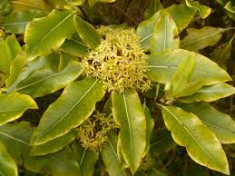 Check spelling or type a new query. New Zealand S Second Nicest Smelling Flowers Now In Bloom Te Papa S Blog