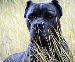 Castleguard Cane Corso Cane Corso Cane Corso Dog Corso Dog