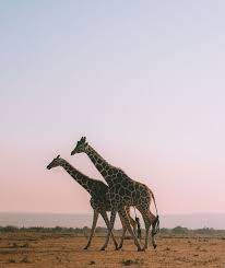 Safariphotography Giraffe Africansafari Animalphotography Giraffe Photography Giraffe Photography Wildlife South African Animals