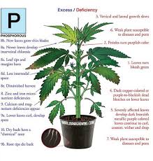 After nitrogen (n), phosphorus (p) is the second most limiting nutrient. Phosphorus Toxicity In Plants What Does Phosphorus Do For Plants