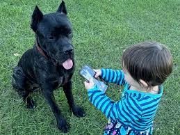 Fundraiser by Levi Rivoire : Please Help Relocate My 2 Pups to Thailand