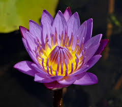 Image result for Nymphaea
