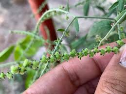 Image result for Cynoglossum lanceolatum