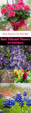 If your favorite flowers have stopped blooming in the grips of summer heat, it's time to bring in some tried and true tropical flowering perennials to your container garden. 22 Best Flowers For Full Sun Heat Tolerant Flowers For Containers Heat Tolerant Flowers Full Sun Flowers Full Sun Perennials