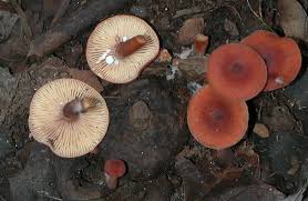 Image result for Lactarius mutabilis