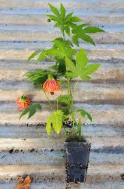 Image result for Abutilon grantii