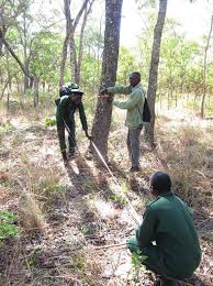 Image result for Oldfieldia dactylophylla