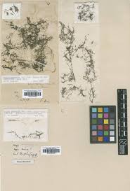 Image result for Najas graminea