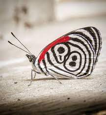 Pin On Bioblogia Net