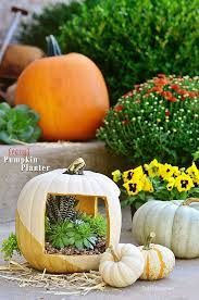 There are endless varieties when it comes to choosing pots in which to plant your pumpkins. Elegant Succulent Pumpkin Planter