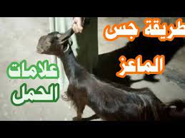 علامات الحمل المبكر جدا لكي تكتشفي انك حامل هناك علامات الحمل مبكرا جدا عن طريق هذه الامور التي يجب الانتباه لها وملاحظتها من وقت . Ø¹Ù„Ø§Ù…Ø§Øª Ø§Ù„Ø­Ù…Ù„ Ø¹Ù†Ø¯ Ø§Ù„Ù…Ø§Ø¹Ø² Ø§Ù„Ø¨ÙƒØ± O U O U O OÂª O U Ou U U U O U O O O Uso C U U O U O OÂºu O U UË†o U U O O O Youtube