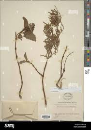 Image result for Tetradenia urticifolia