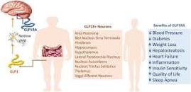 GLP-1 physiology informs the pharmacotherapy of obesity ...