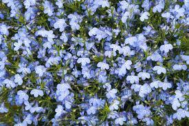 Maybe it's due to the fact that other colors look so pretty with it. 20 Blue Flowers For Gardens Perennials Annuals With Blue Blossoms