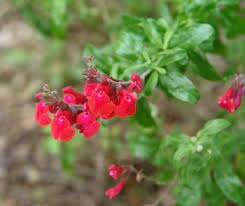 You can create a hummingbird habitat in your desert garden landscape with plants that will not only grow well in the valley but that since hummingbirds are attracted to colors (not smells), they most often prefer plants with reds, oranges and dark pinks. Year Of The Hummingbird Plants For Your Garden Tucson Audubon Society