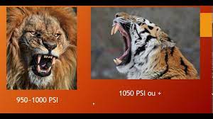 Leao do atlas vs tigre siberiano. Tigre Siberiano Vs Leao Do Atlas Siberian Tiger Vs Barbary Lion Contra Maus Tratos Youtube